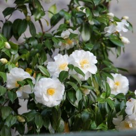 Camellia sasanqua - Mixed Colours 3 Litre